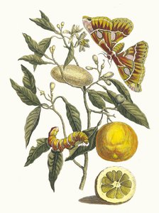 Sitron. Fra boken Metamorphosis insectorum Surinamensium, 1705.