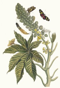 Palma Christi. Fra boken Metamorphosis insectorum Surinamensium, 1705. av Maria Sibylla Merian