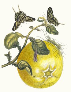 Pompelmous. Fra boken Metamorphosis insectorum Surinamensium, 1705. av Maria Sibylla Merian
