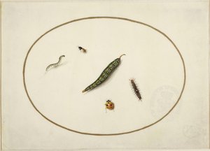 Larver og insekter, i en horisontal oval, innrammet av en gyllen linje, fint utført som en miniatyr av Maria Sibylla Merian