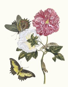 Rosier. Fra boken Metamorphosis insectorum Surinamensium, 1705.