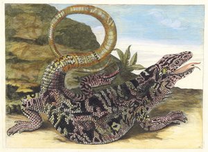 Sauvegarde. Fra boken Metamorphosis insectorum Surinamensium, 1705. av Maria Sibylla Merian