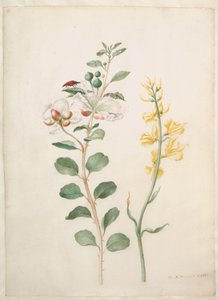  av Maria Sibylla Merian