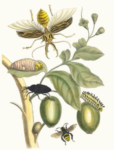 Tarouba. Fra boken Metamorphosis insectorum Surinamensium, 1705.