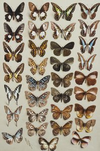 Trettitre sommerfugler, i fire kolonner, som tilhører familiene Papilionidae og Danainae,