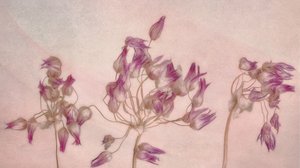 Delikate tørkede blomster av Marie-anne Stas