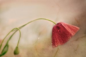 Delikat valmueblomst av Marie-anne Stas
