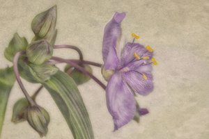 Delikat lilla blomst av Marie-anne Stas