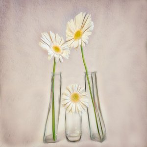 Elegante hvite gerberaer av Marie-anne Stas