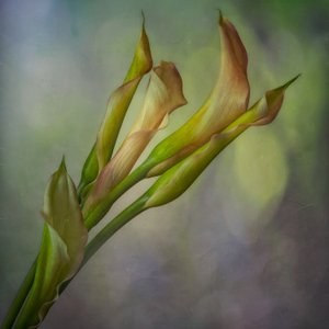 Myke calla-liljer av Marie-anne Stas