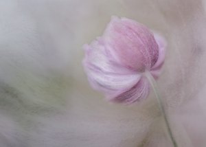 Myk rosa blomst av Marie-anne Stas