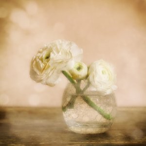 Myk ranunkelblomst av Marie-anne Stas