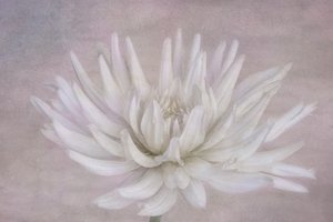 Myk hvit dahlia av Marie-anne Stas