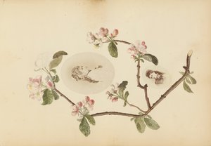 The Madame B Album, 1870-tallet.