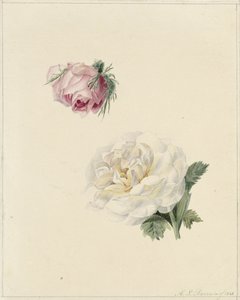 Studier av en rosa og en hvit rose av Marie Louise Praetorius