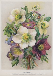 Hellebores