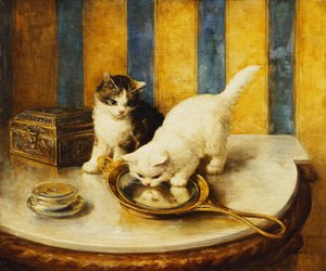 Feline refleksjoner av Marie Yvonne Laur