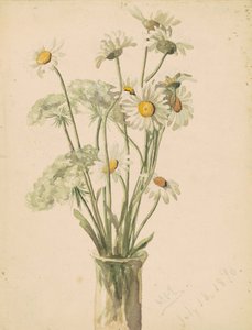 Daisies and Queen Anne