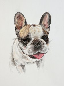 Glad fransk bulldog