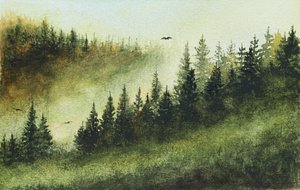 Tåkete eviggrønn skog