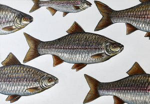 Illustrasjon av en svømmende fisk