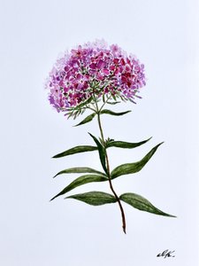Livlig botanisk blomstring