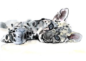 Arabisk leopardunge, 2008 av Mark Adlington