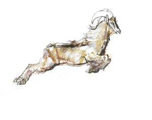 Arabian Tahr, 2009 (conte og kull på papir) av Mark Adlington