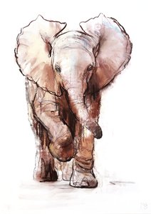 Elefantbaby, Loisaba, 2018 av Mark Adlington