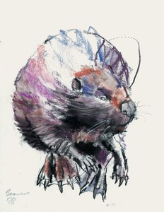 Beaver, 2001 (kull und conte på papir) av Mark Adlington
