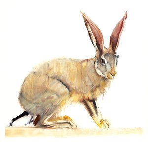 Cape Hare, 2010 (olje på papir) av Mark Adlington