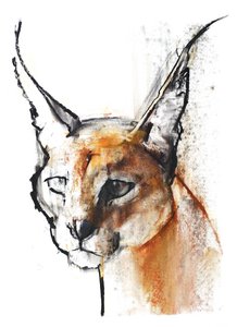 Feline (Arabian Caracal), 2009 (conte und charcoal på papir) av Mark Adlington