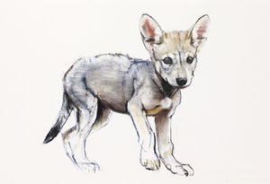 Hesitating Arabian Wolf Pup, 2009 (conte und charcoal på papir) av Mark Adlington