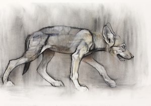 Lean Pup (Arabian Wolf), 2009 (conte und charcoal på papir) av Mark Adlington