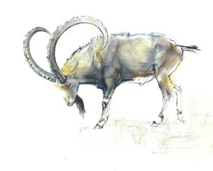 Nubian Ibex, 2008 (conte und charcoal på papir) av Mark Adlington