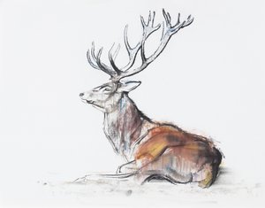 Sittende Stag, 2006 (kull und conte på papir) av Mark Adlington