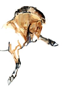 Stallion (Przewalski), 2013 (sennelier blekk, akvarell og gouache)