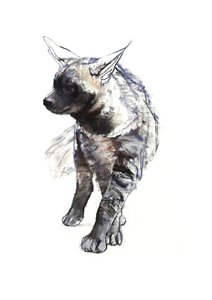 Striped Hyena Pup, 2010, (conté og pastell på papir) av Mark Adlington