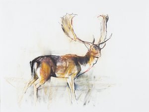 Studie av en hjort (kull und conte på papir) av Mark Adlington