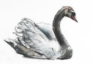 Svane (kull und conte på papir) av Mark Adlington