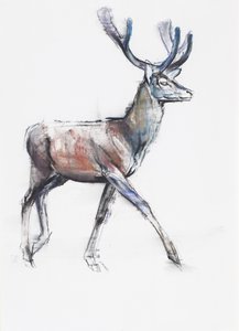 Velvet, 2006 (kull und conte på papir) av Mark Adlington