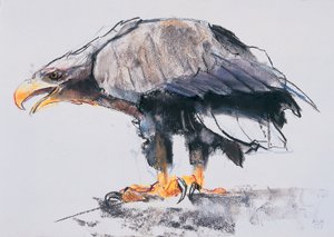 Hvithaleørn, 2001 (kull und conte på papir) av Mark Adlington