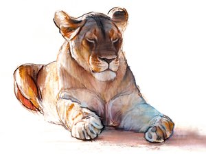 Yogi Lioness, 2019 av Mark Adlington