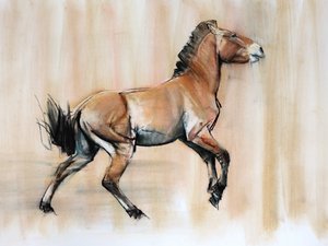 Young Stallion (Przewalski), 2014, (pastell og kull på papir)