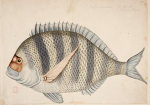 En fisk. av Mark Catesby