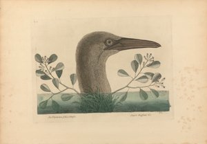 En Thymelaea foliis obtusis; Anseri Bassano &c: The Great Booby, Plate 86 fra 'Natural History of Carolina, Florida og Bahama Islands', bind I, 2. utgave, London 1754 av Mark Catesby