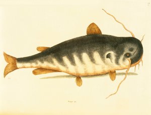 Steinbit, tallerken 23, vol. 1 fra "Natural History of Carolina, Florida og Bahamas" av Mark Catesby