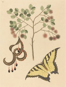 Cat's Claw Mimosa circinalis, utgitt 1731-1743. av Mark Catesby