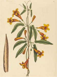 Cross-vine Bignonia capreolata, utgitt 1754.