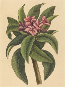 Rød Frangipani (Plumeria rubra) av Mark Catesby